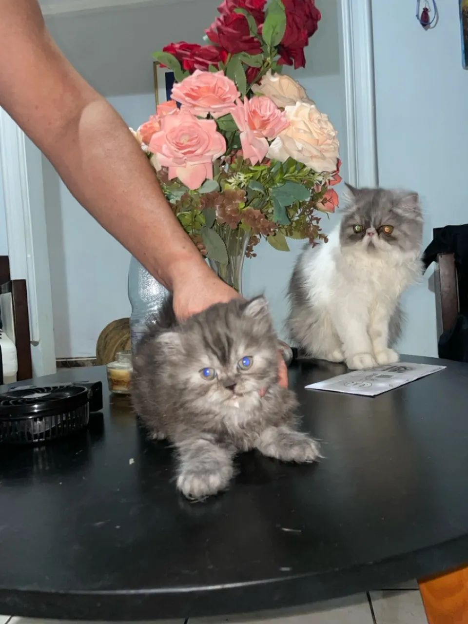 Gatinho Persa com Pelagem Linda - Foto 4