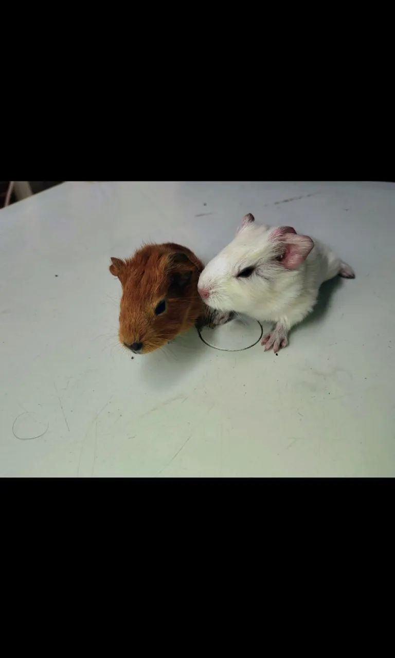 Porquinhos da Índia64842117901569122