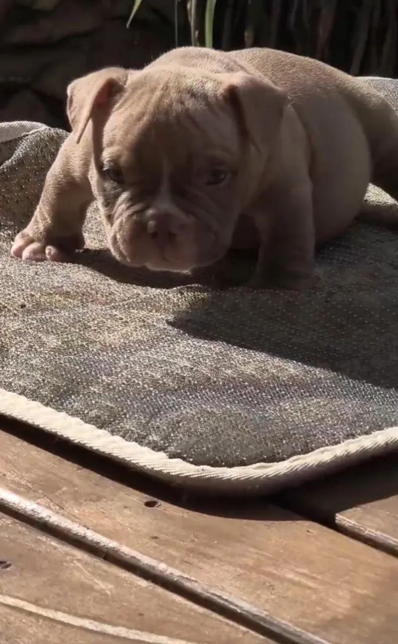 Genética Apurada em American Bully micro - Chame no WhatsApp para Saber Mais - Foto 3