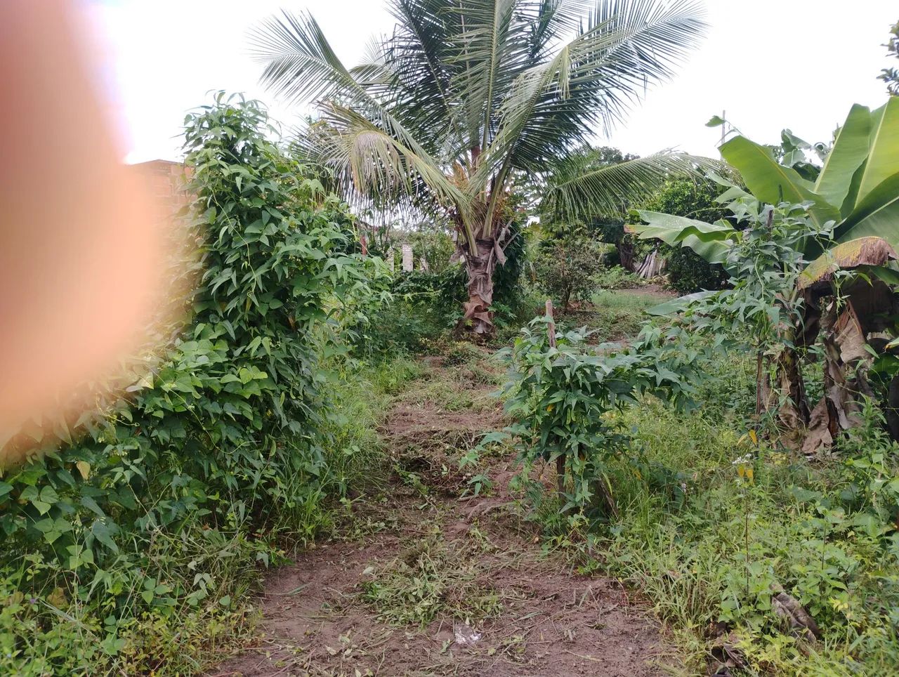 Vendo uma chácara no povoado campo em Itaporanga d'ajuda  - Foto 2