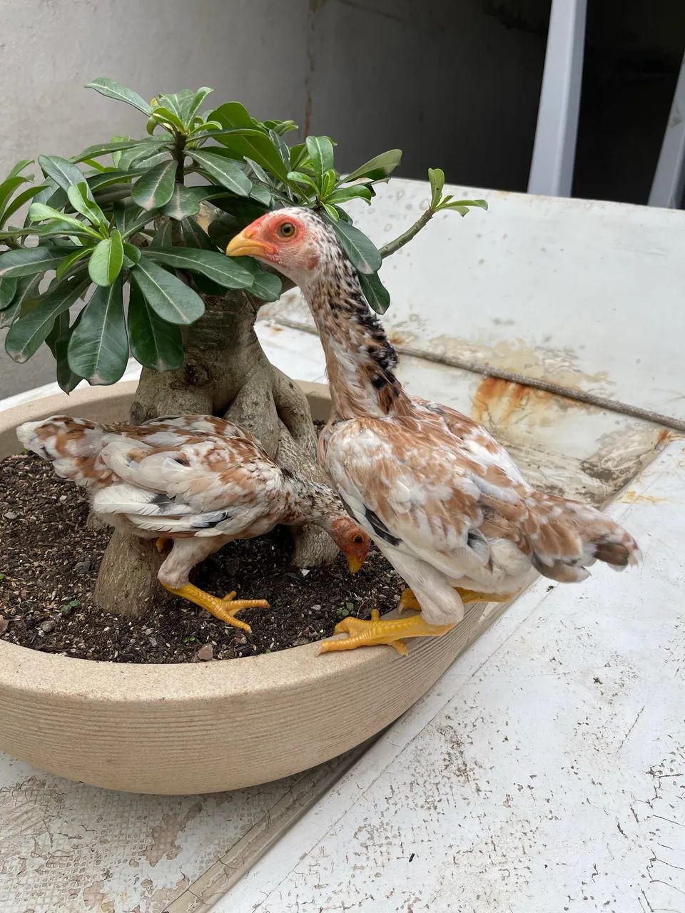Mini galo - Foto 3