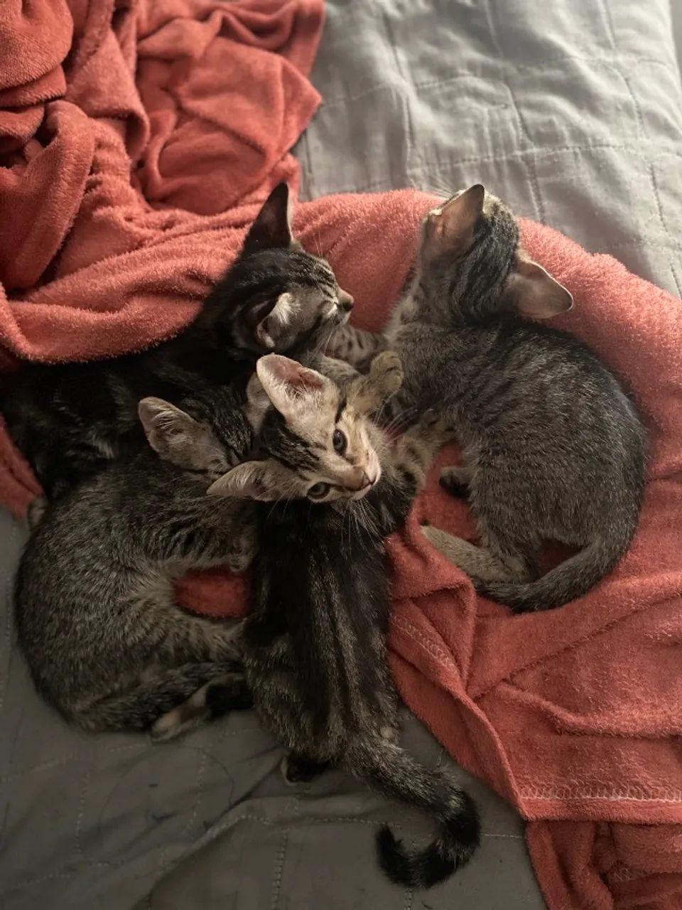 4 Gatos para adoção  - Foto 2