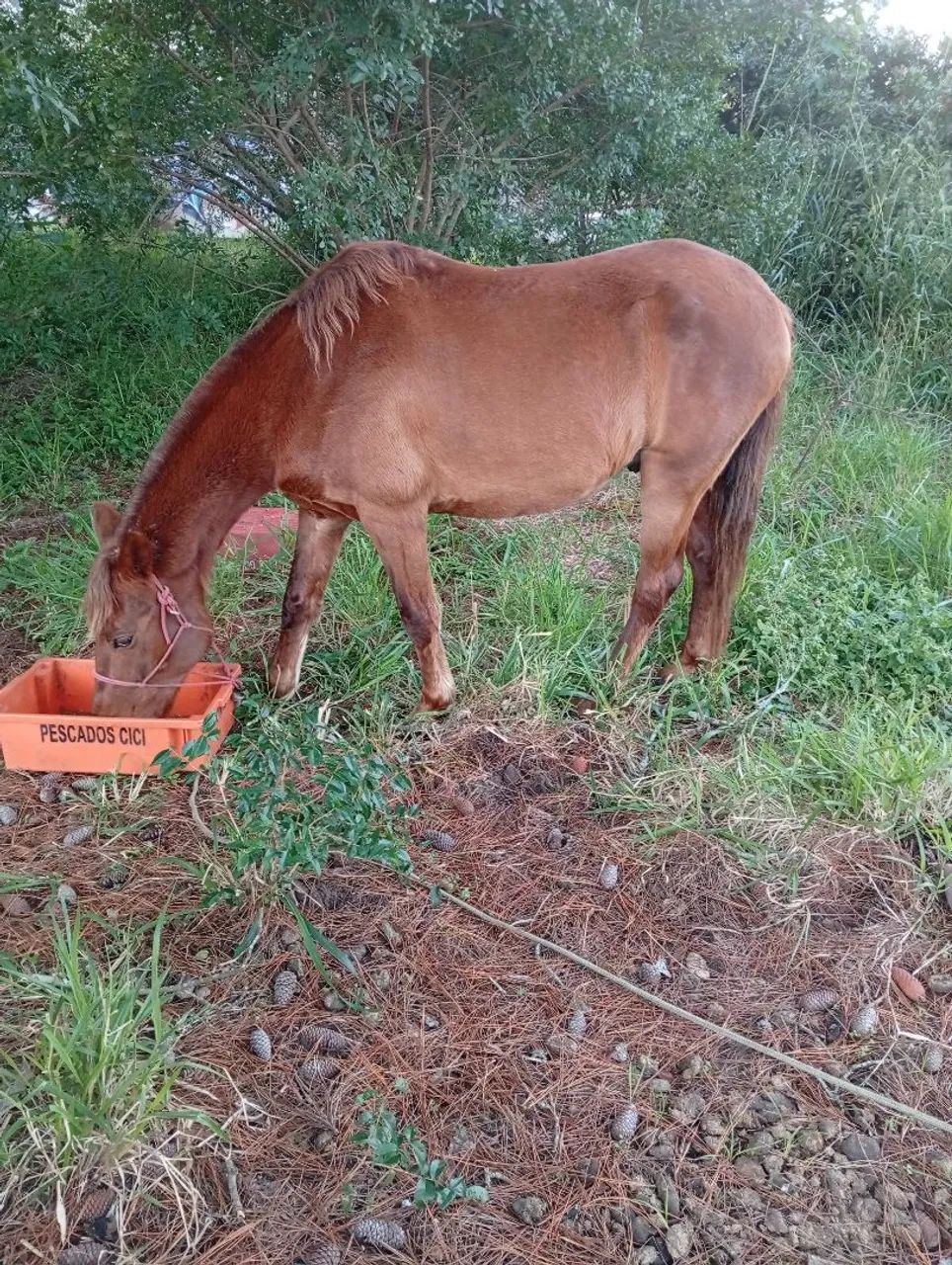 Cavalo - Foto 3