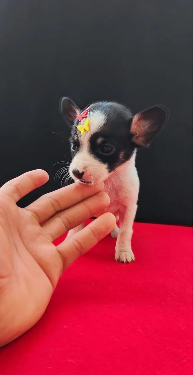 Pinscher macho e fêmea vermifugado 