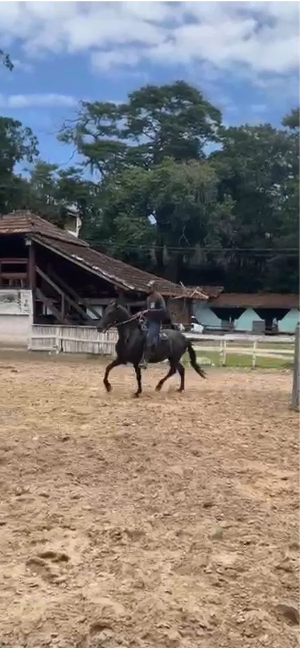Égua Mangalarga Marchador de Pista - Foto 2