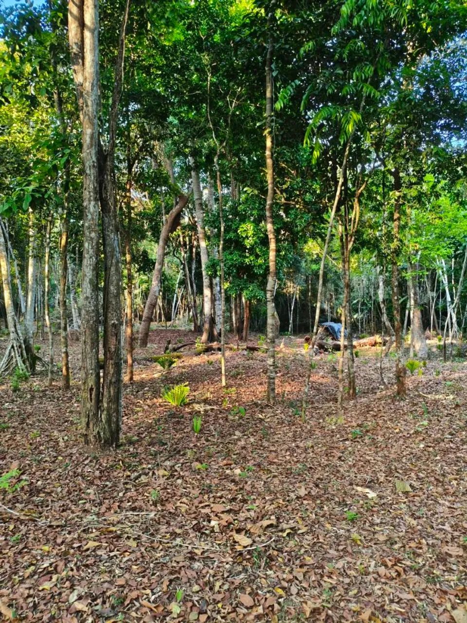 Sítio em Alter do Chão - 36.000 m²  - Foto 3