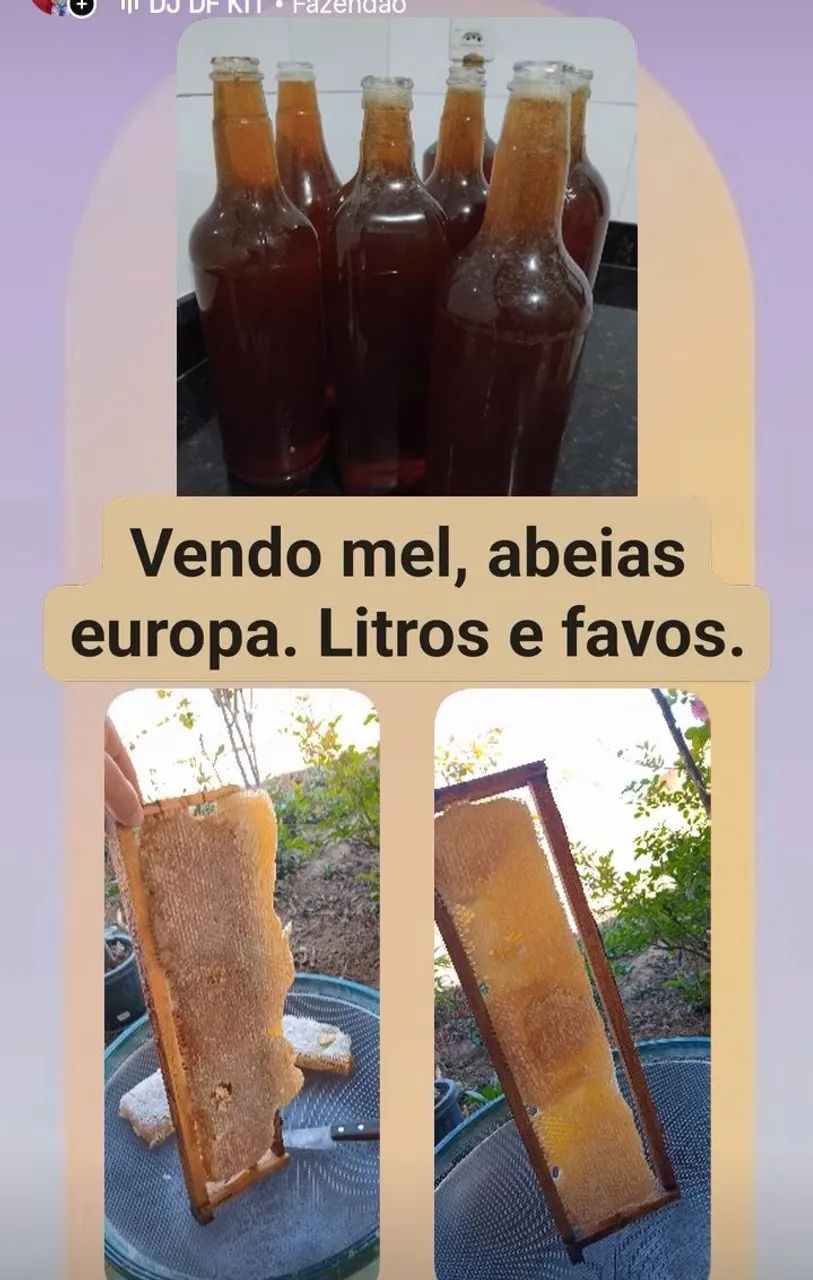 Mel de abeias Europa - Foto 2