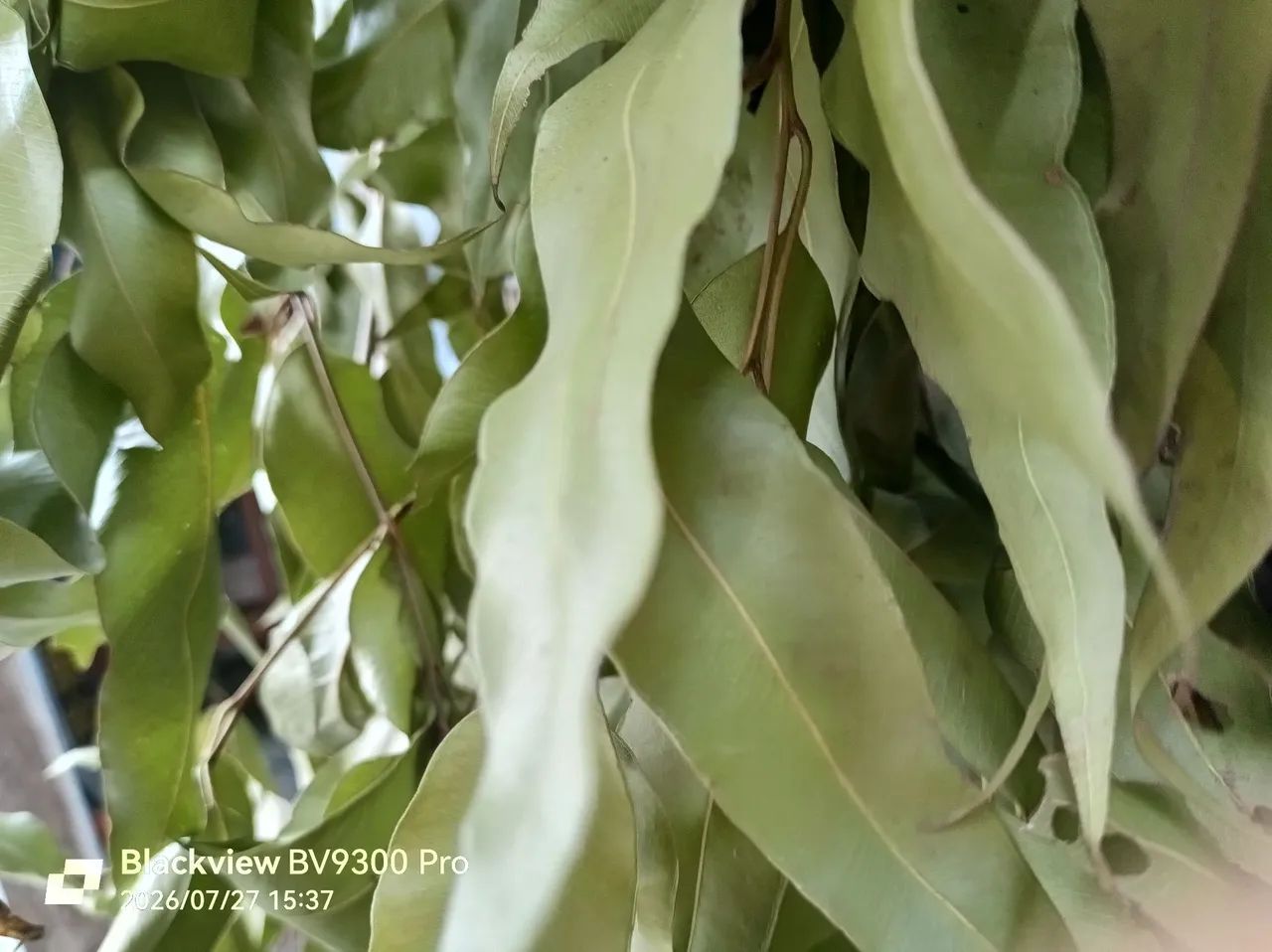 Folhas de eucalipto. Aromatizante  - Foto 2