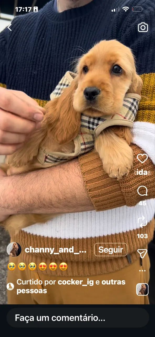 Coker spaniel verdadeiros ursinhos com 3 dias vida - Foto 3