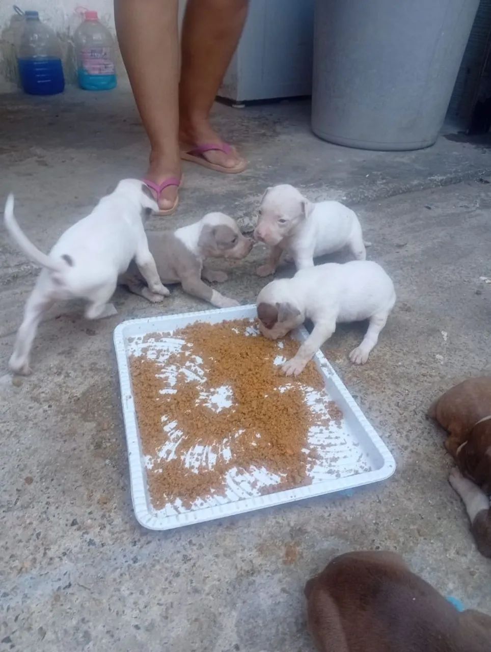 Filhotes de Pitbull  - Foto 5