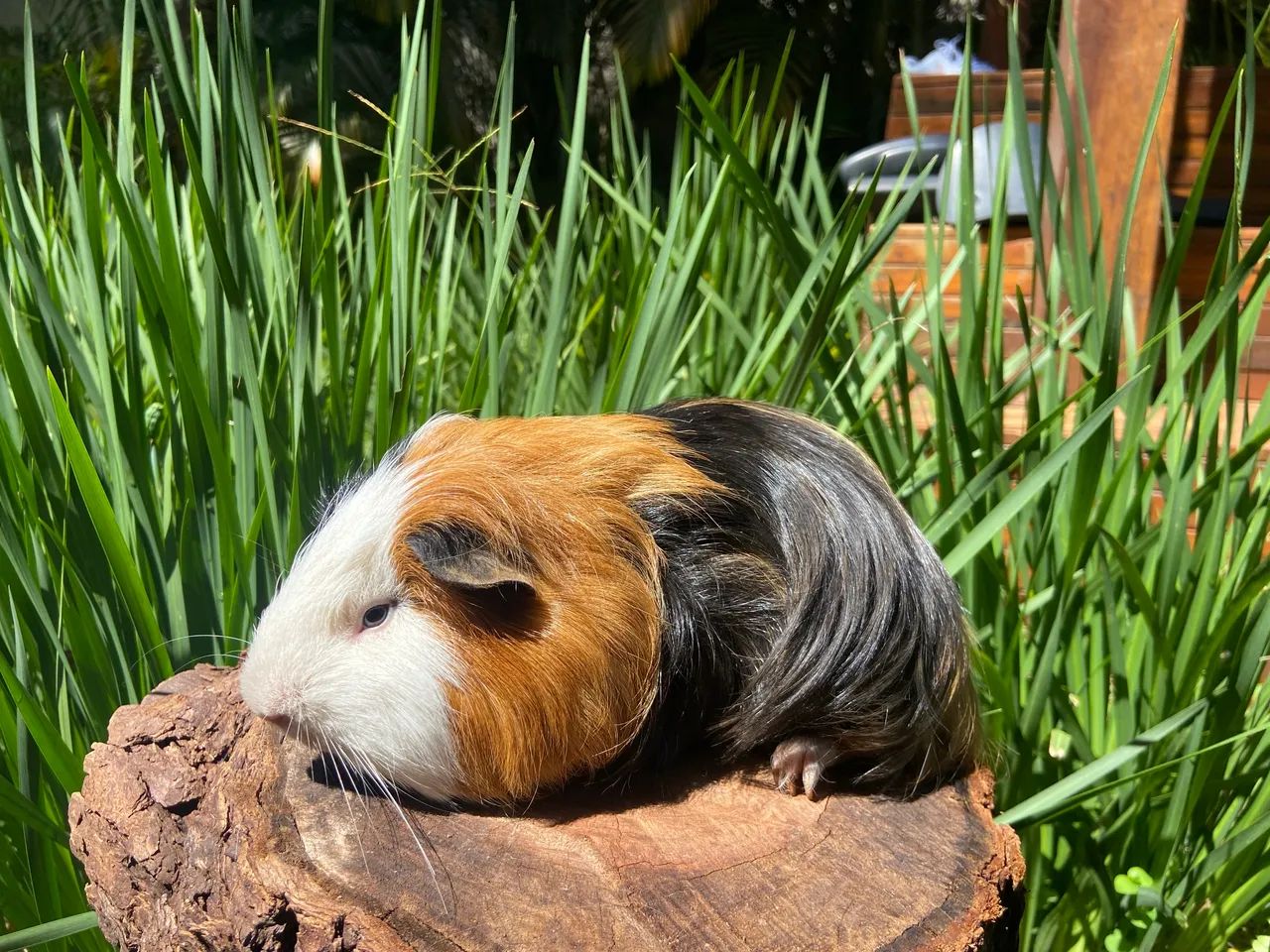 PORQUINHO DA ÍNDIA SHELTIE EXCLUSIVO: O PET PERFEITO PARA SUA CASA OU APARTAMENTO! - Foto 3