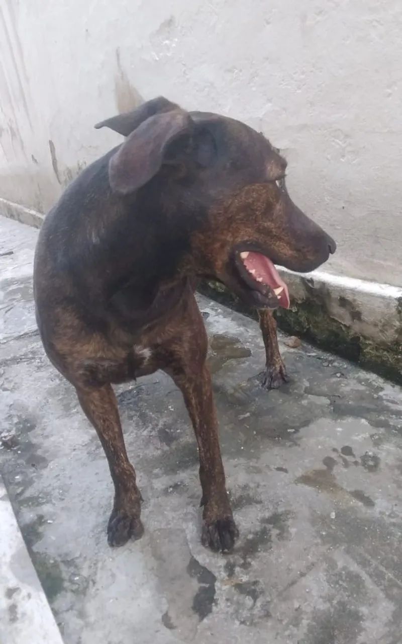 Doação de Bandog  - Foto 3