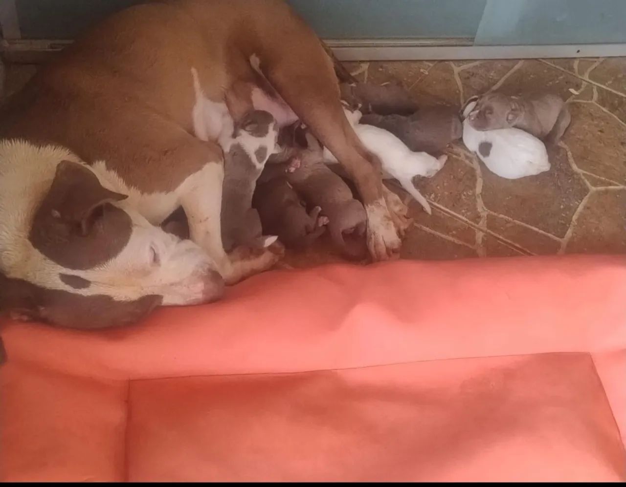 Pit bull filhote