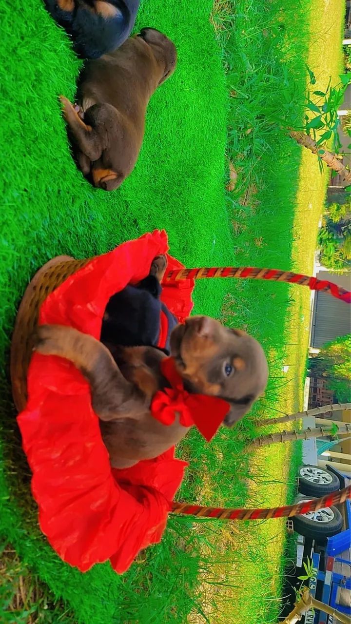 FILHOTES DE DOBERMAN  - Foto 4