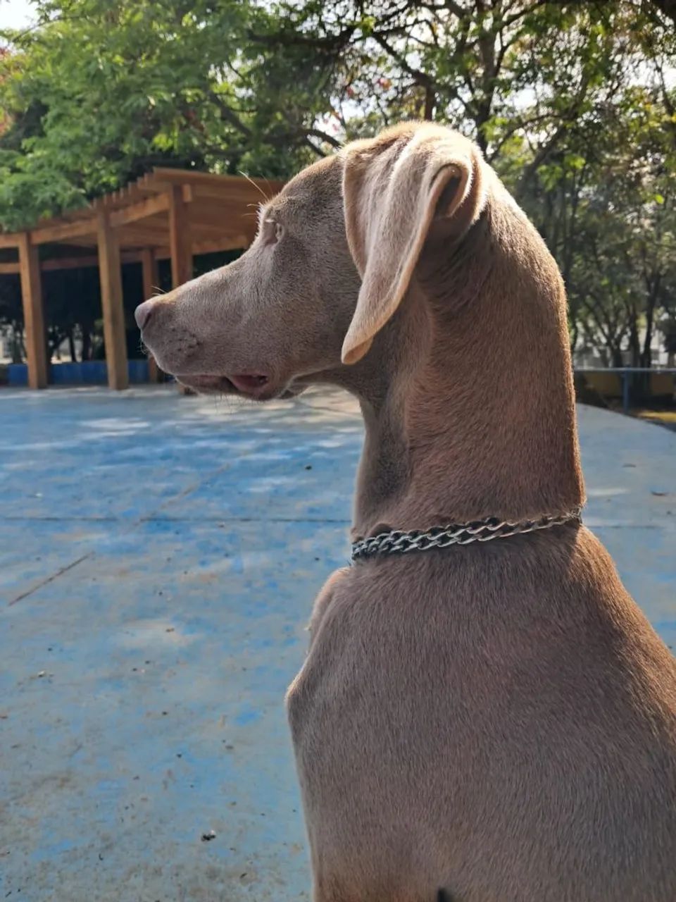 Weimaraner ? - Foto 5