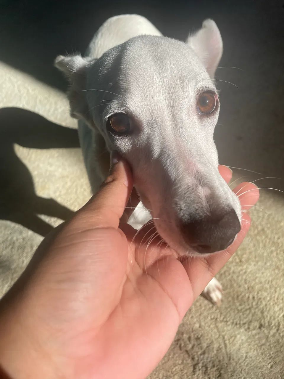 Cachorra vira-lata  - Foto 3