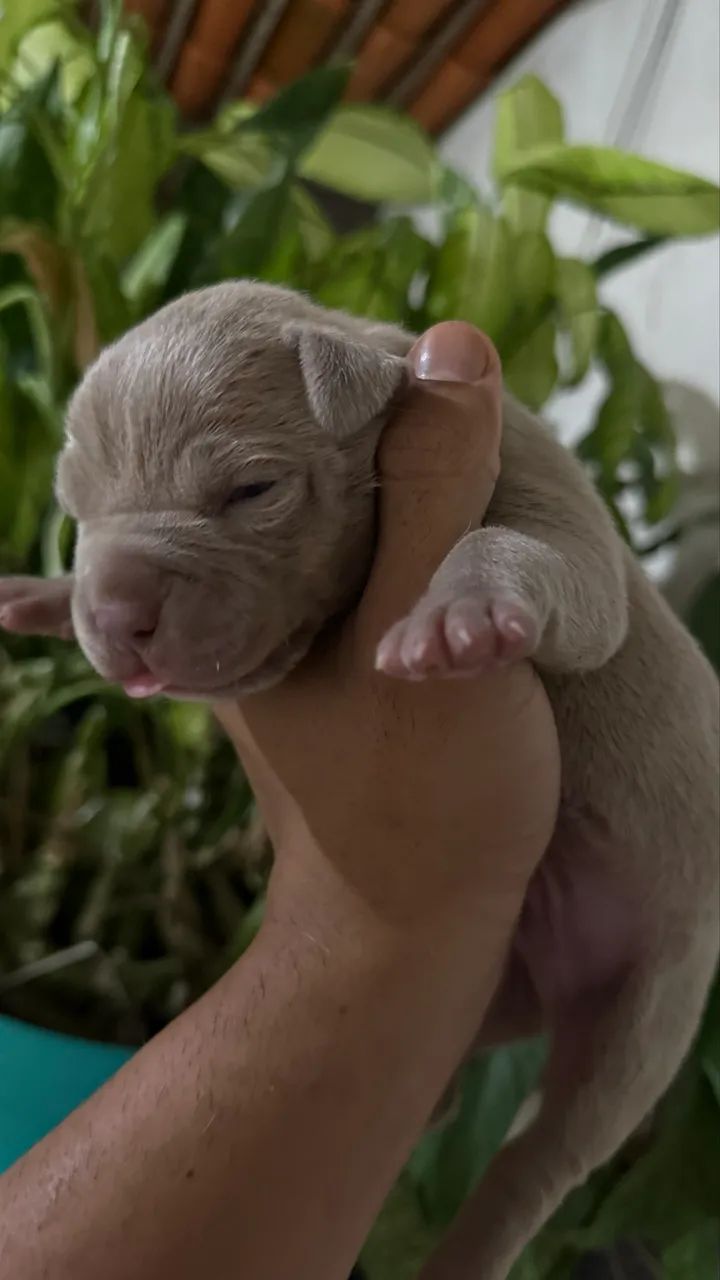 Cachorro Pit Monster  - Foto 5