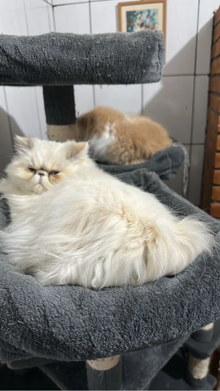 Gato persa - Foto 3