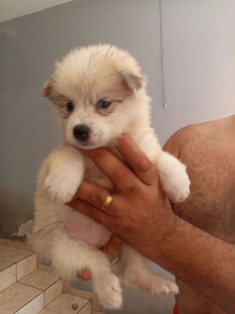 Filhotes ( R$ 800 ) - Foto 5