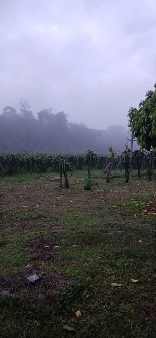 Vendo chacara fazenda  - Foto 3