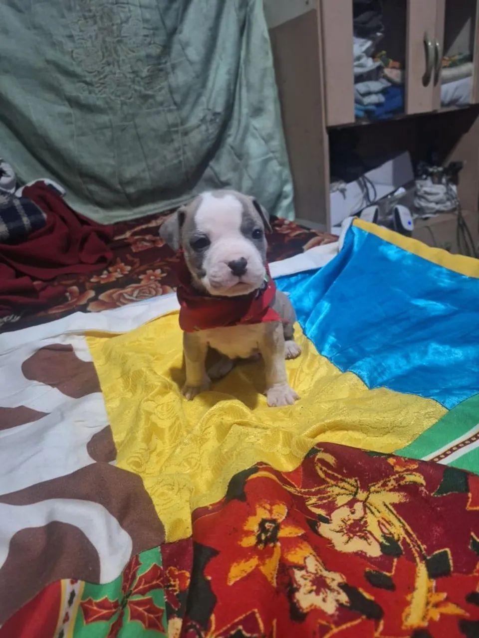 American Bully