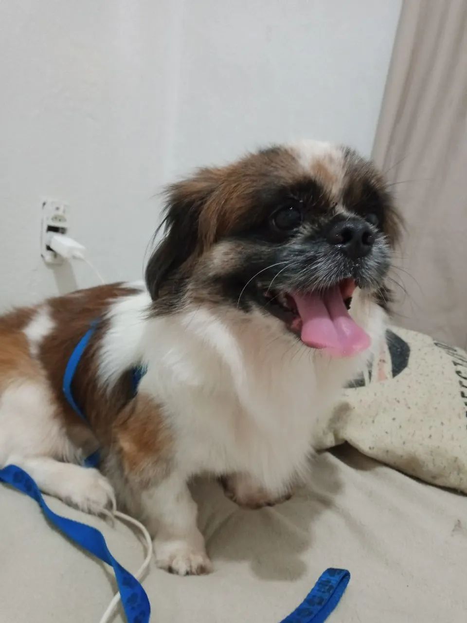 Shitzu 9 meses , Macho  - Foto 3