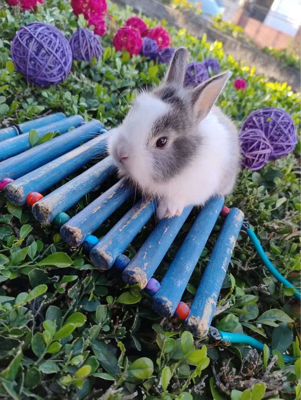 Coelho Netherland Anão - Importado - Foto 4