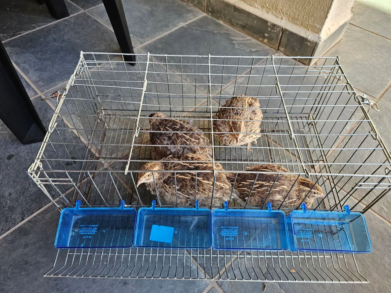 Gaiola para criação de codornas pra vender HOJE