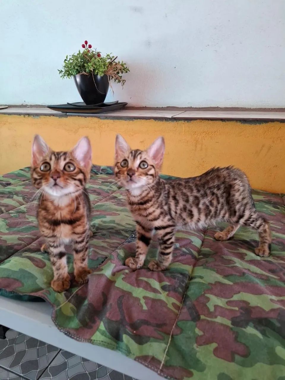 Bengal - Foto 4