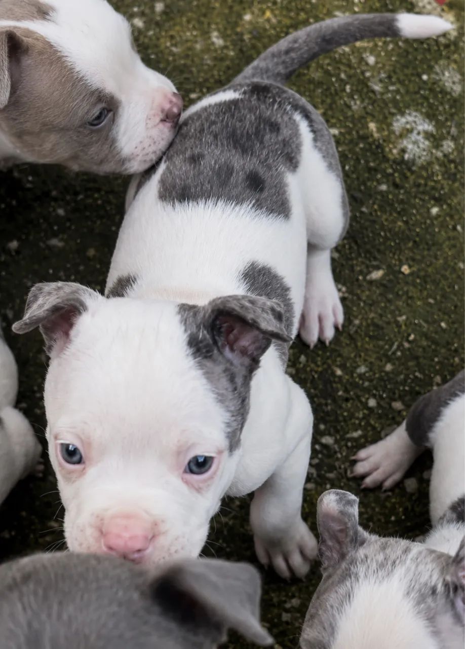 American bully