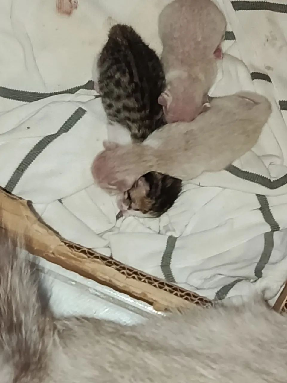 Animais  - Foto 2