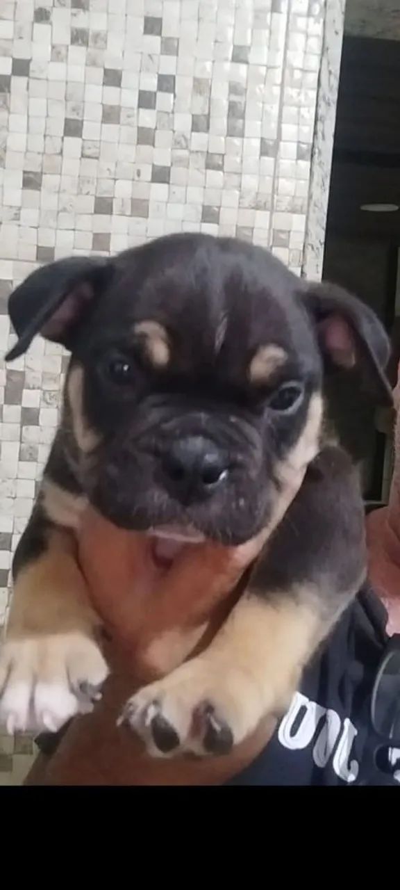 American bully filhotes pedigree