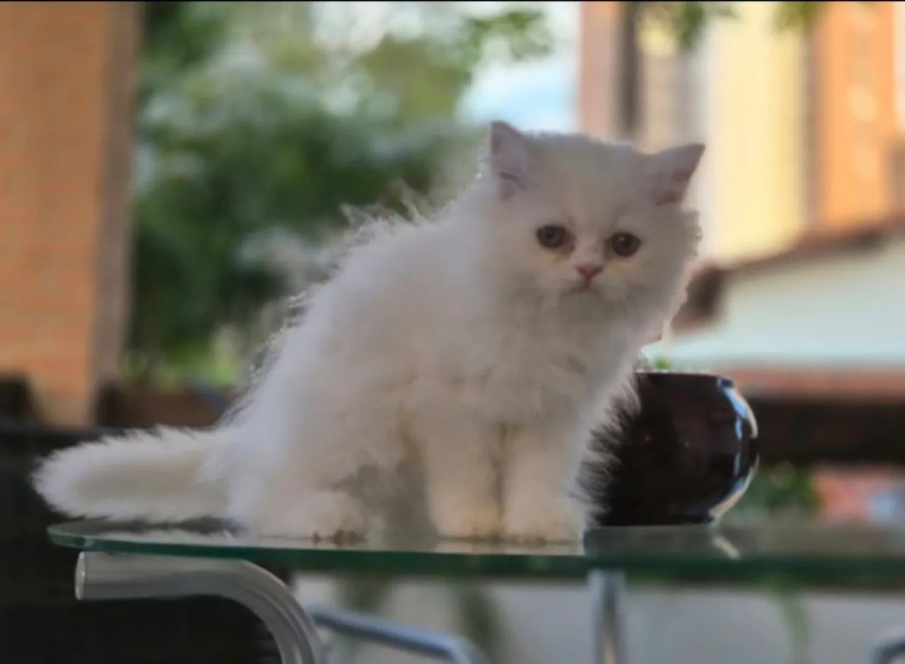 Vendo lindos filhotes de gato persa