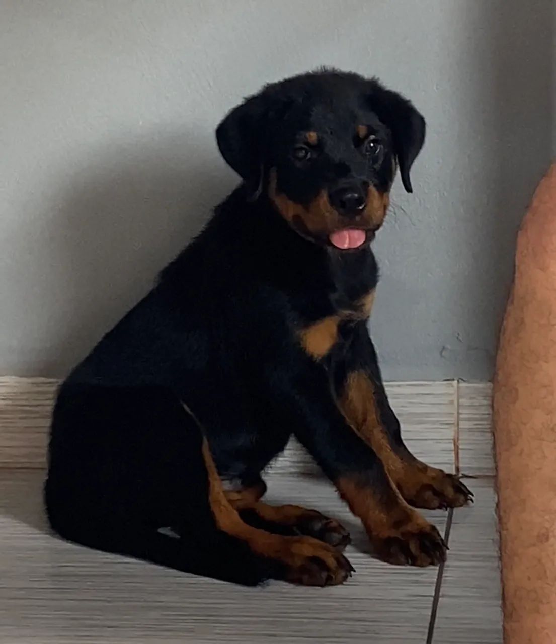 Filhote de Rottweiler - Macho - Foto 4