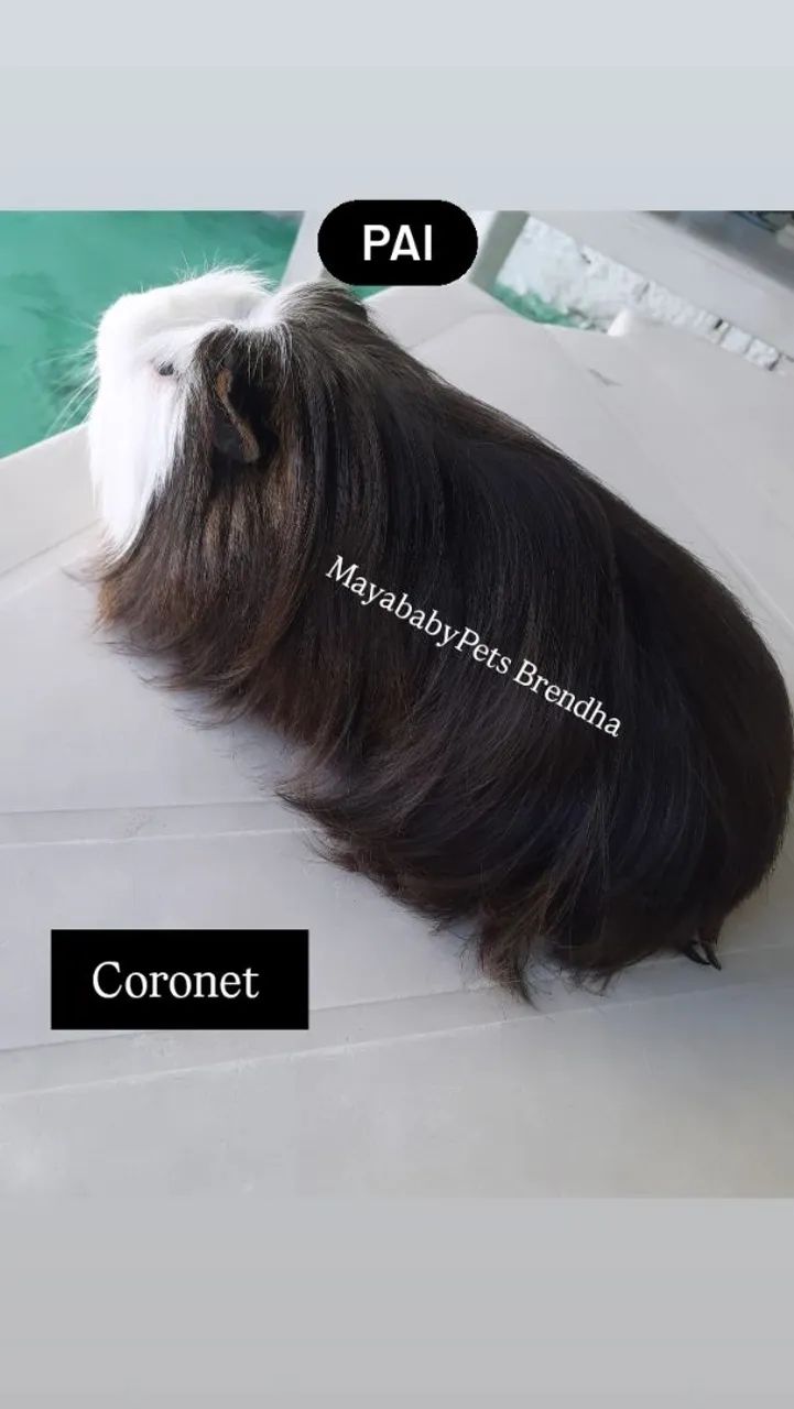 Porquinho da india Coronet  - Foto 2