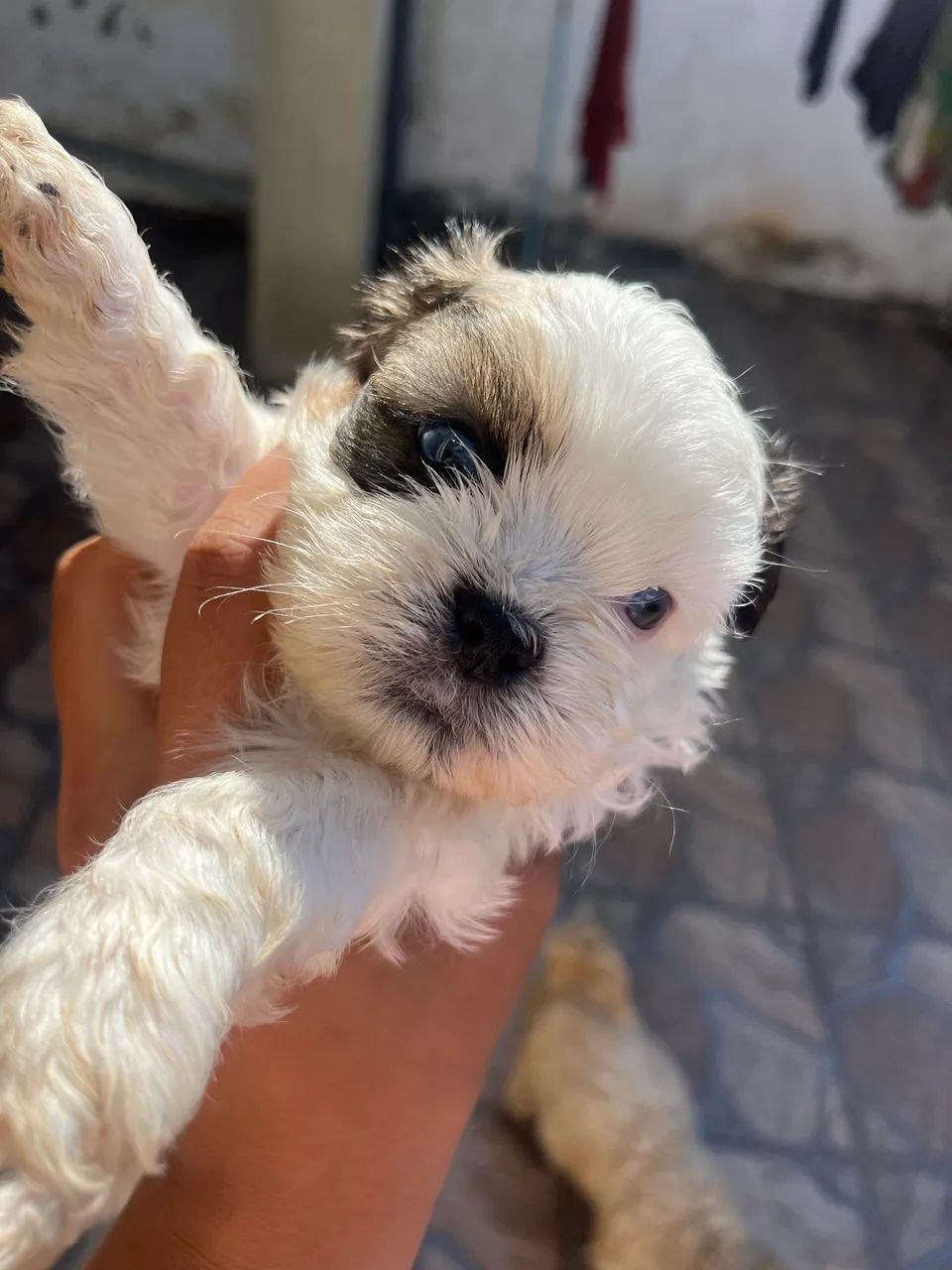 Shitzu macho  - Foto 4