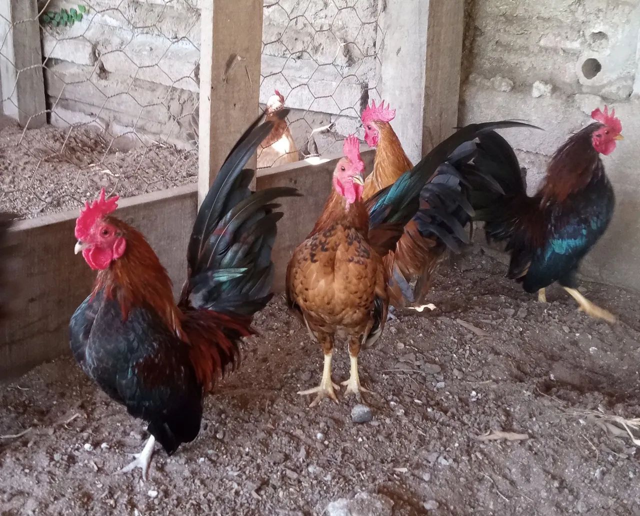 Garnisé Serama  - Foto 3