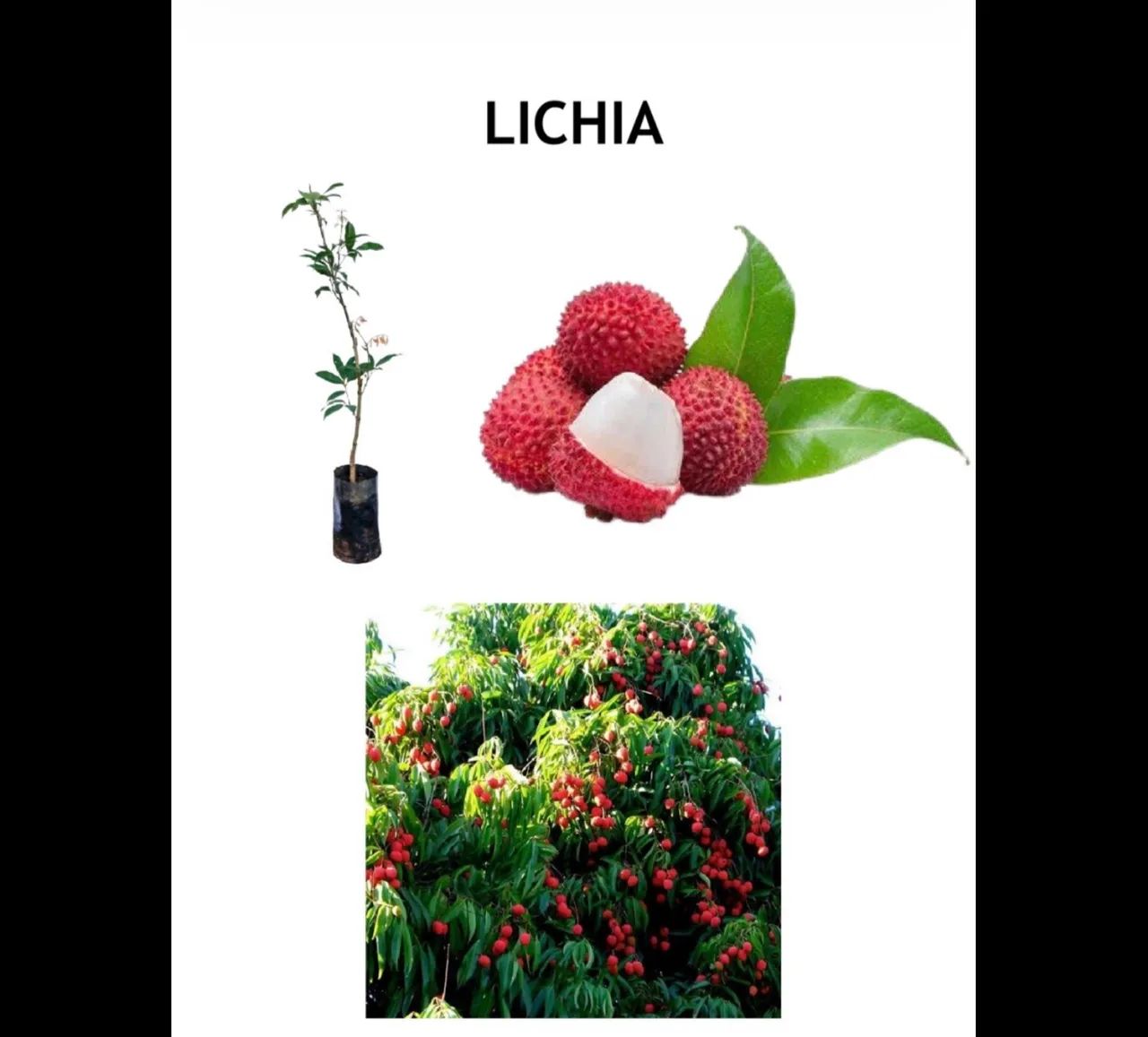 MUDAS FRUTÍFERAS E ORNAMENTAIS  - Foto 3