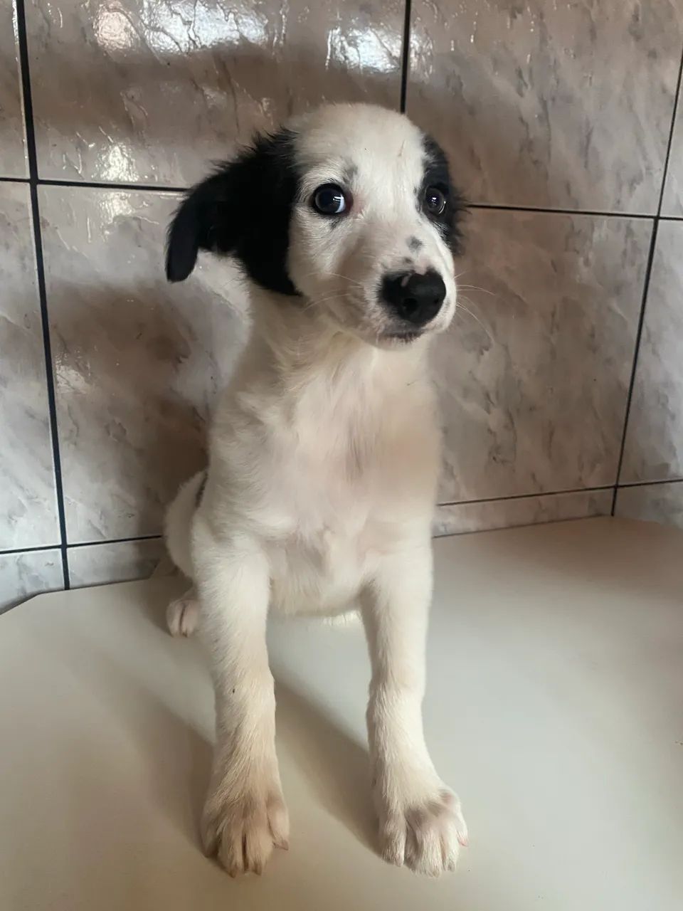 Filhote boder collie - Foto 3