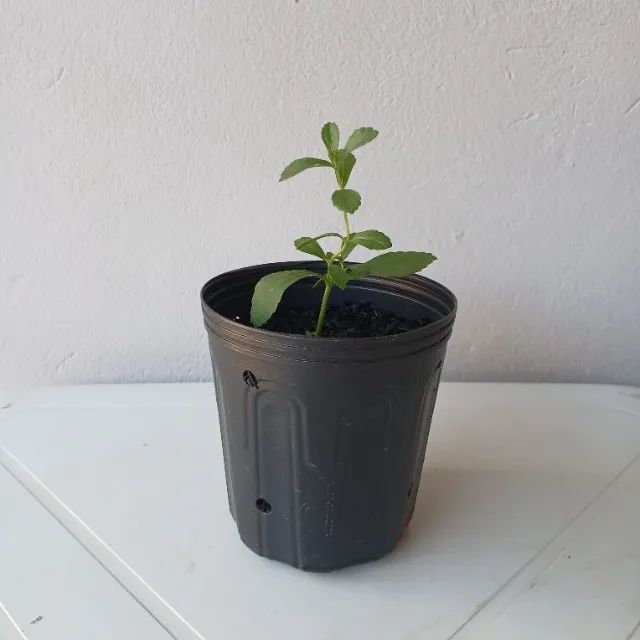 Mudas de Stevia
