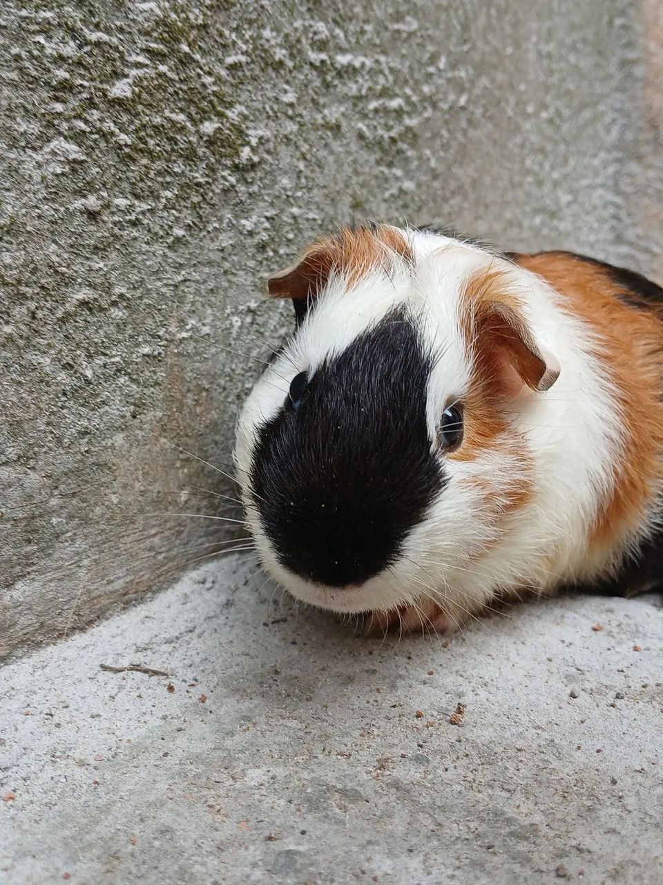 Porquinho da india macho  - Foto 2