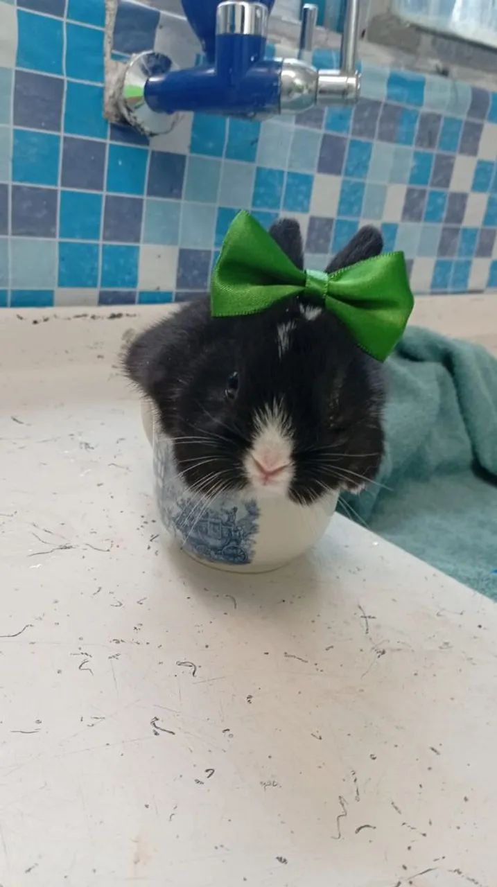 Mini coelhos - Foto 2