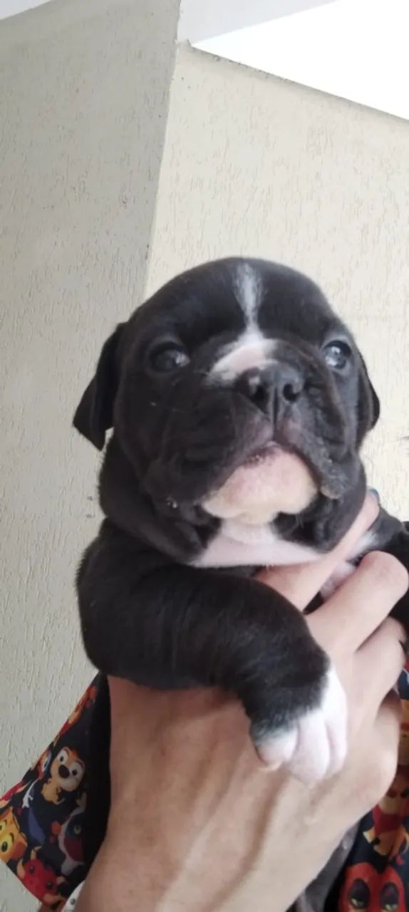 Bully 