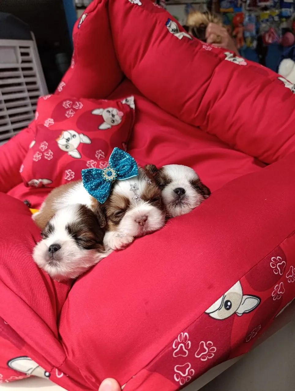 Filhote de shihtzu fêmea e macho disponíveis 