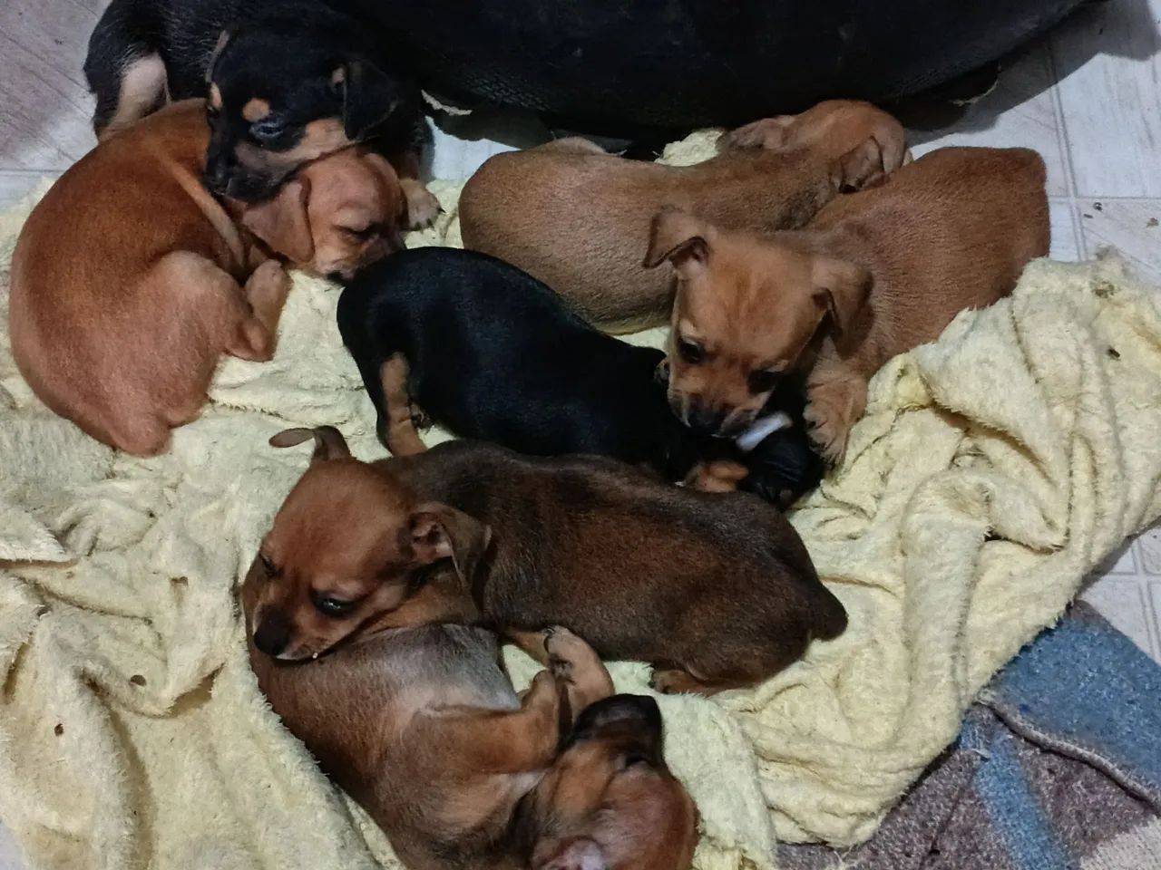 Pets  - Foto 2