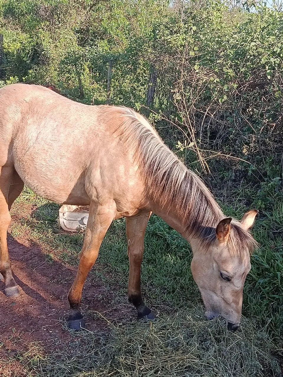 Vendo potra, valor 15.000 - Foto 3