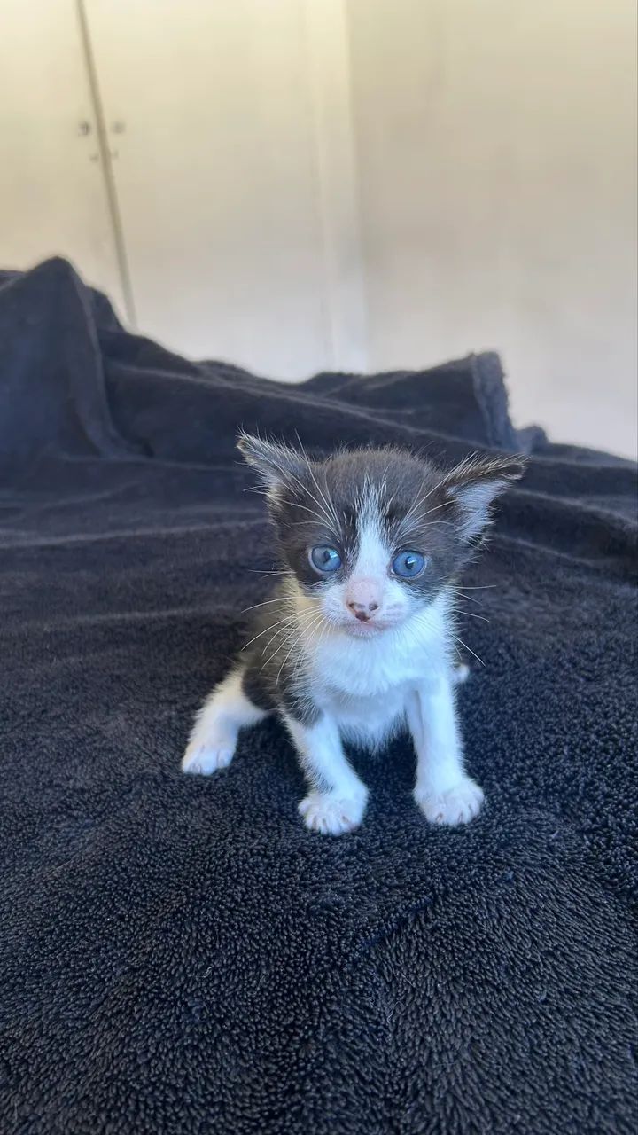 Gatinhos pra adoção  - Foto 4