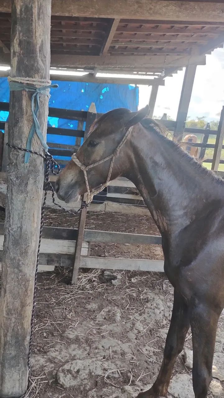Vendo ou troco potra mestiça de mangalarga  - Foto 2