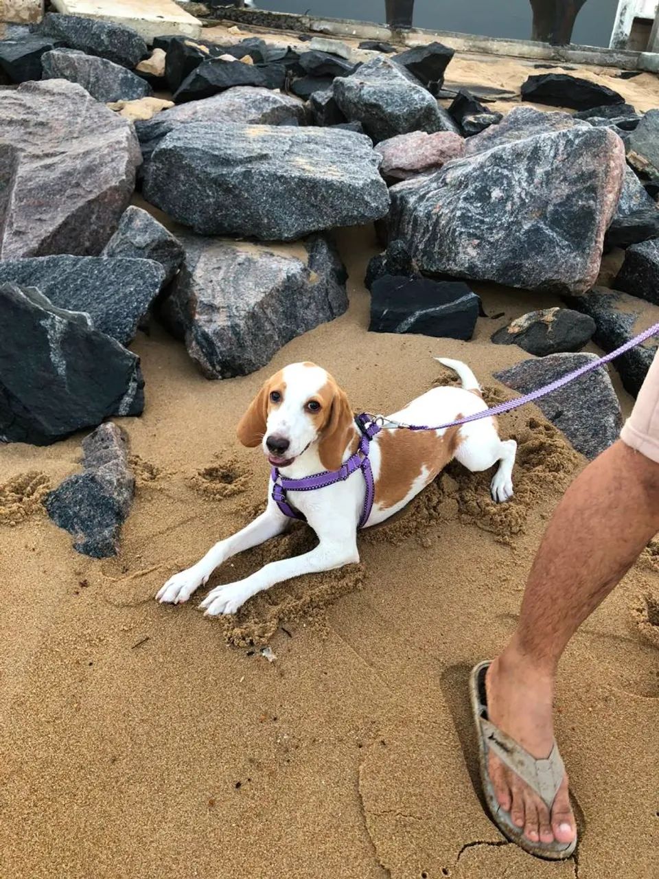 Beagle de 8 meses - Foto 2