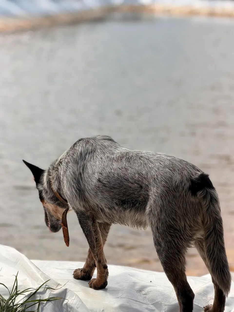 Cachorro  - Foto 2